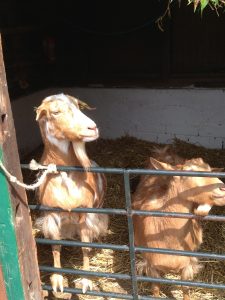 London Hackney City Farm KidRated reviews and family offers
