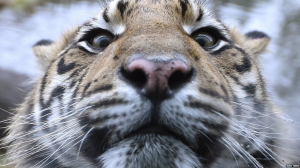 London Zoo ZSL KidRated Reviews News Families Kids Animal Stock Take Whipsnade Sumatran Tiger Endangered Species
