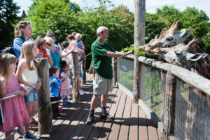 zookeeper feeds giraffes at London Zoo as kids watch