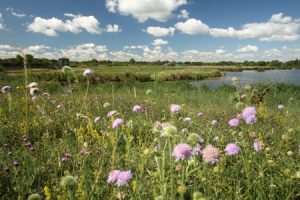 WWT London Wetland Centre Kidrated 100 quirky things to do in london 