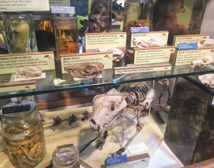 Grant Museum of Zoology Quirky