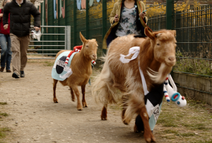 The Goat Race - Spitalfields Market