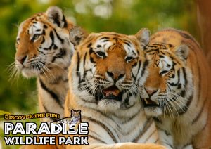 Paradise wildlife park