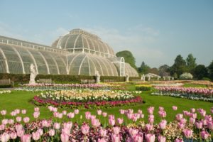 kew gardens palm house and tulips in spring an