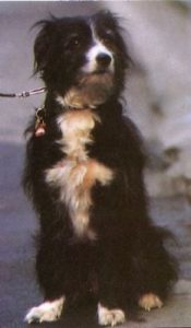 mongrel dog, bleep pet of serial killer murder mile tours london