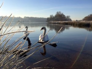 richmond park californian mum in london