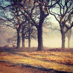 richmond park californian mum in london