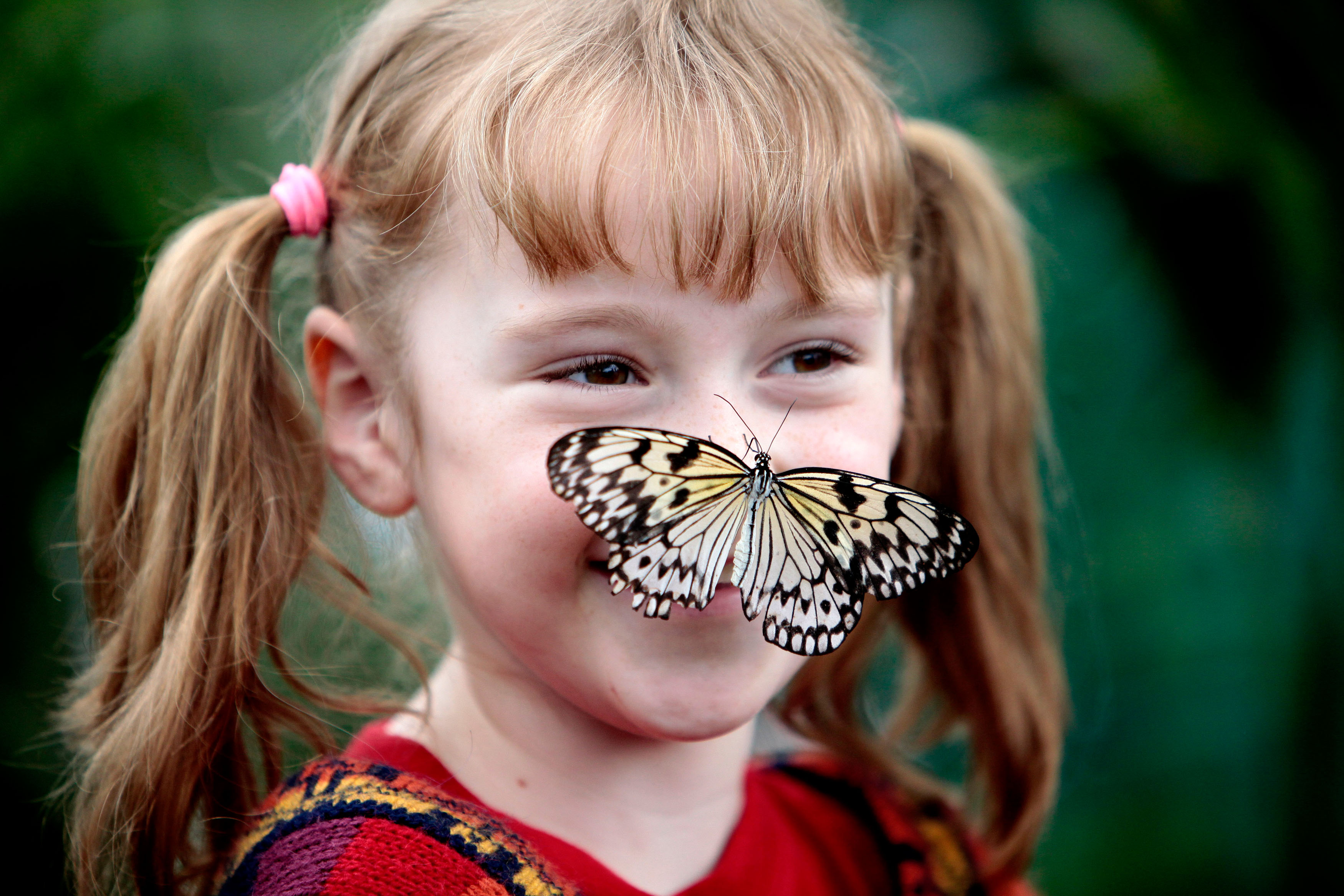 London Sensational Butterflies at the Natural History Museum Reviews ...