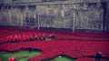 Tower of London poppies 6