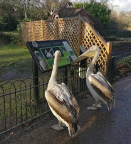 KidRated QuirkyList - Pelicans in St James' Park