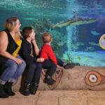 lady and 2 children sat in front of large aquarium as shark swims past