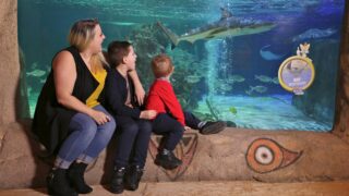 lady and 2 children sat in front of large aquarium as shark swims past